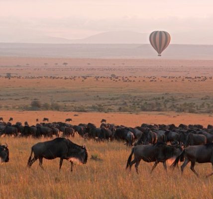 Pourquoi faire un safari au Kenya avec Hors Pistes ?