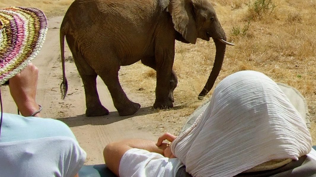 Quels animaux voir lors d'un Safari en Tanzanie : Une aventure inoubliable avec Hors Piste