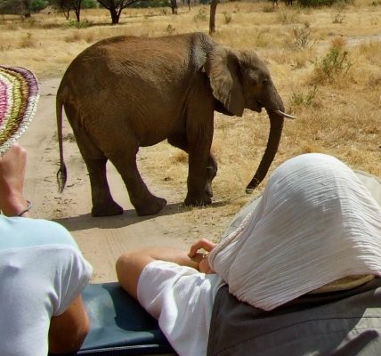 Quels animaux voir lors d'un Safari en Tanzanie : Une aventure inoubliable avec Hors Piste