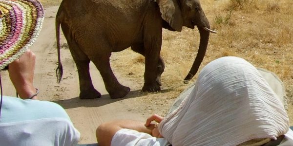 Quels animaux voir lors d'un Safari en Tanzanie : Une aventure inoubliable avec Hors Piste