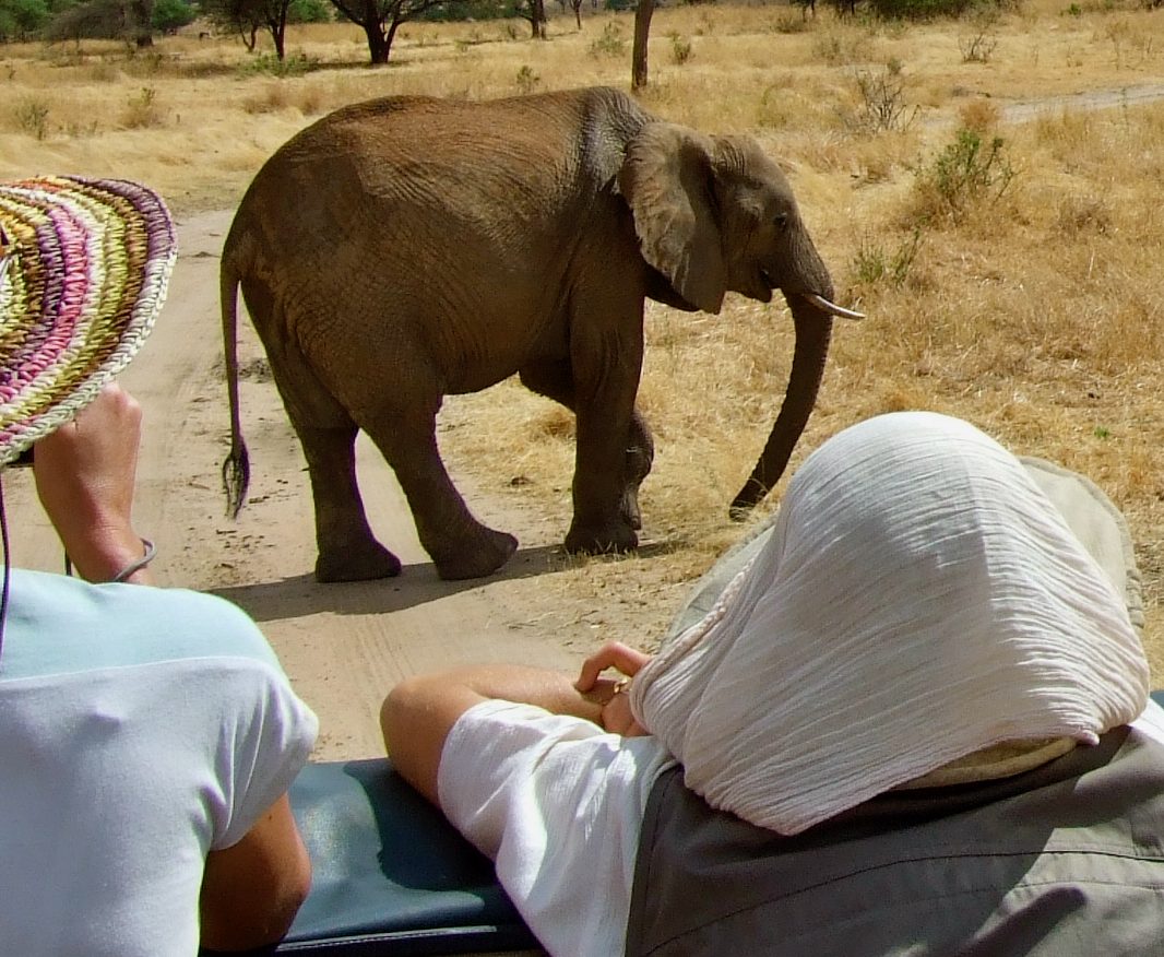 Quels animaux voir lors d'un Safari en Tanzanie : Une aventure inoubliable avec Hors Piste