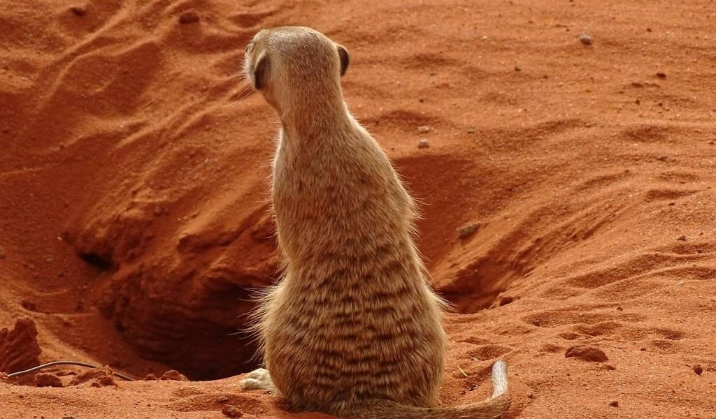 Animaux emblématiques du désert de Kalahari