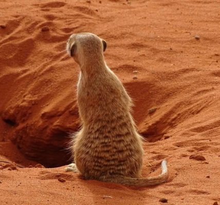 Animaux emblématiques du désert de Kalahari