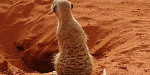 Animaux emblématiques du désert de Kalahari