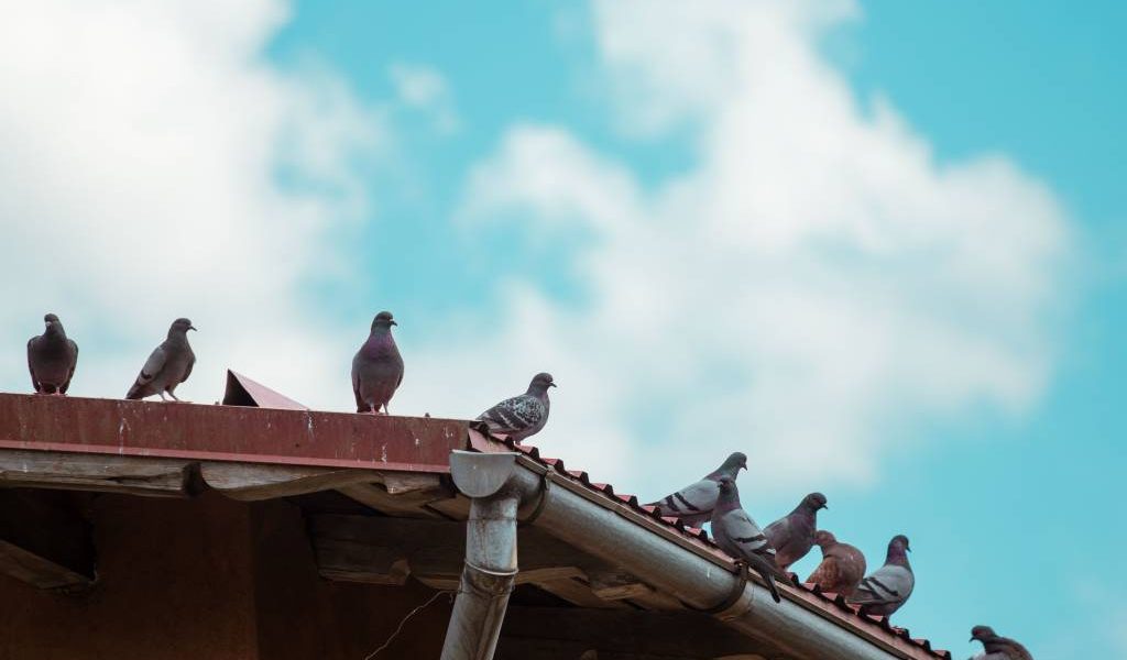 Prévenir le retour des pigeons après un dépigeonnage à paris