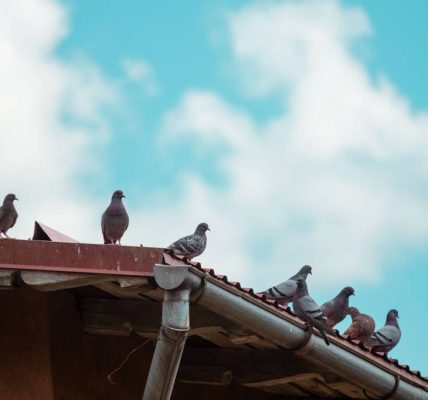 Prévenir le retour des pigeons après un dépigeonnage à paris