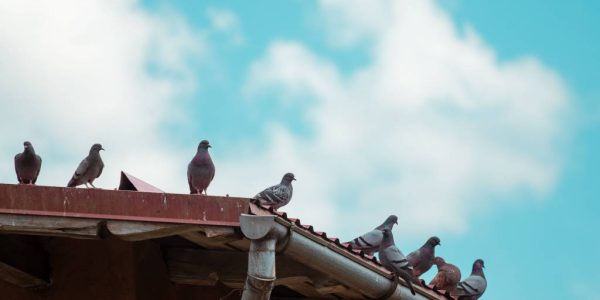 Prévenir le retour des pigeons après un dépigeonnage à paris