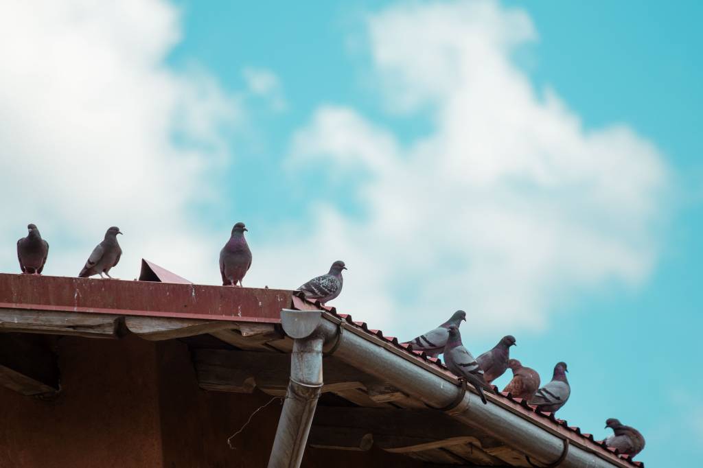 Prévenir le retour des pigeons après un dépigeonnage à paris